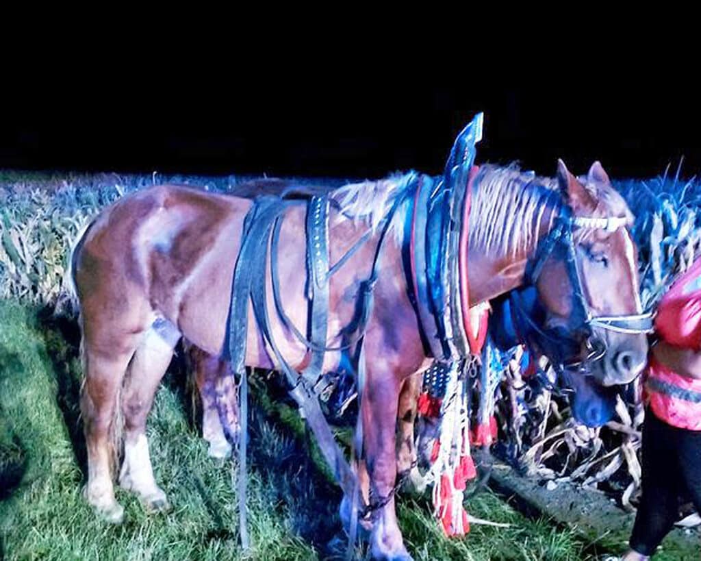 Nehoda koňského povozu a auta u Kostice na Břeclavsku. Foto: HZS