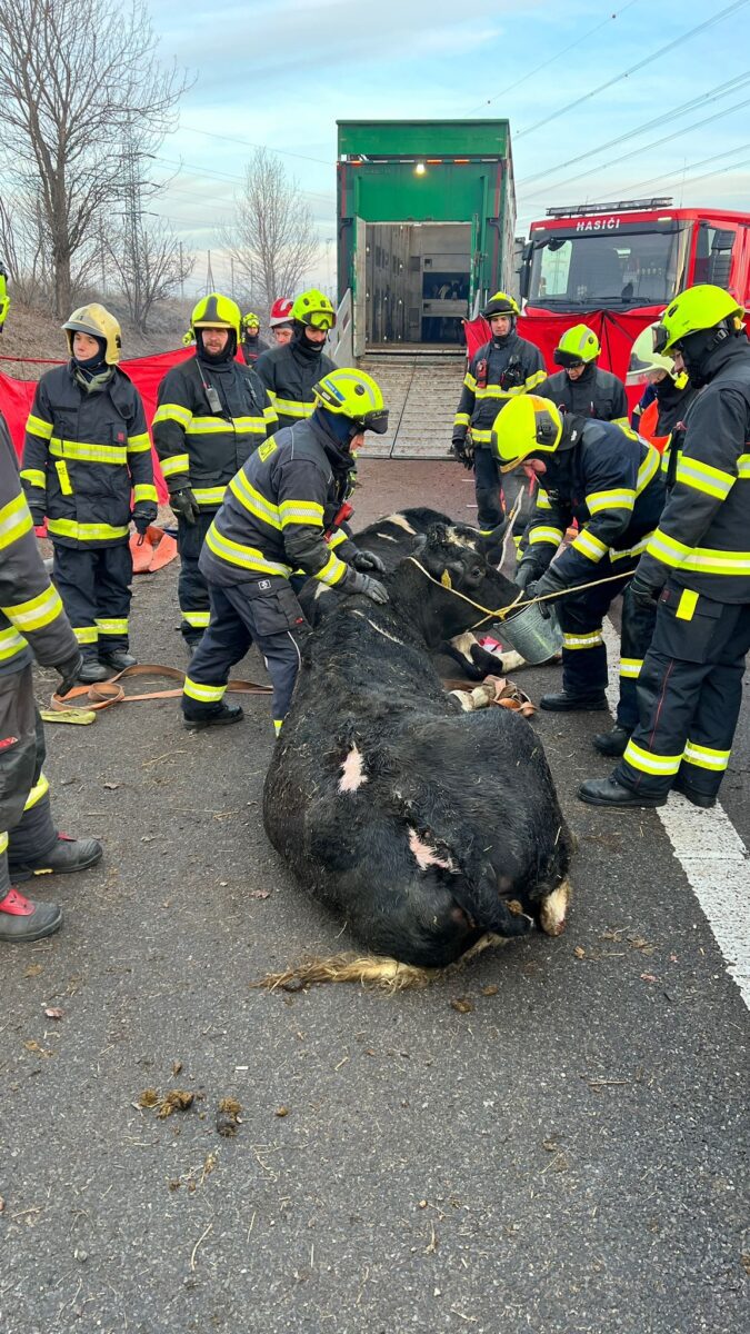 Hasiči vyprošťují krávy z havarovaného kamionu na D8. Foto: HZS