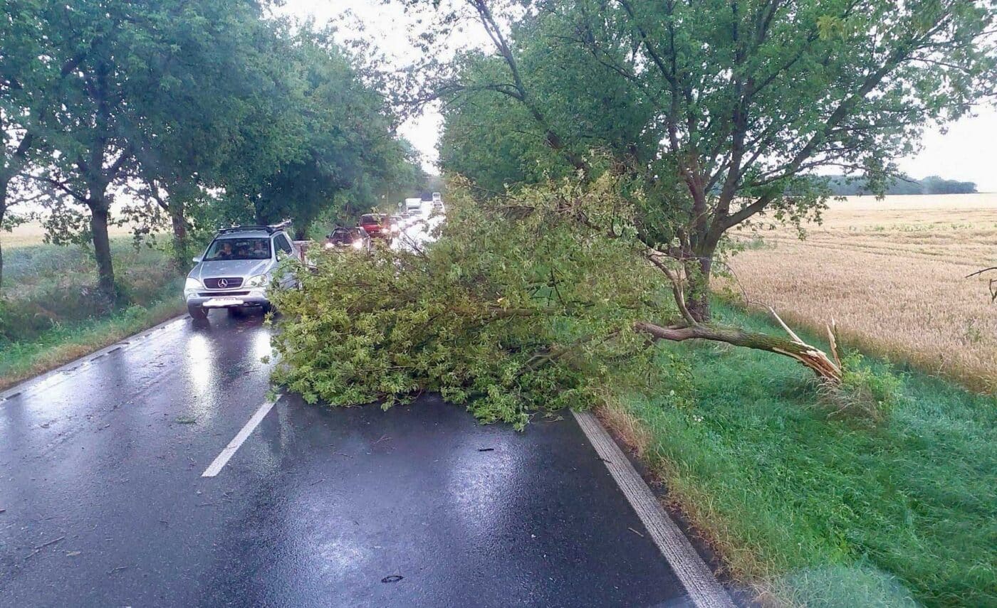 Vyvrácené stromy po bouřce v Praze. Foto: HZS