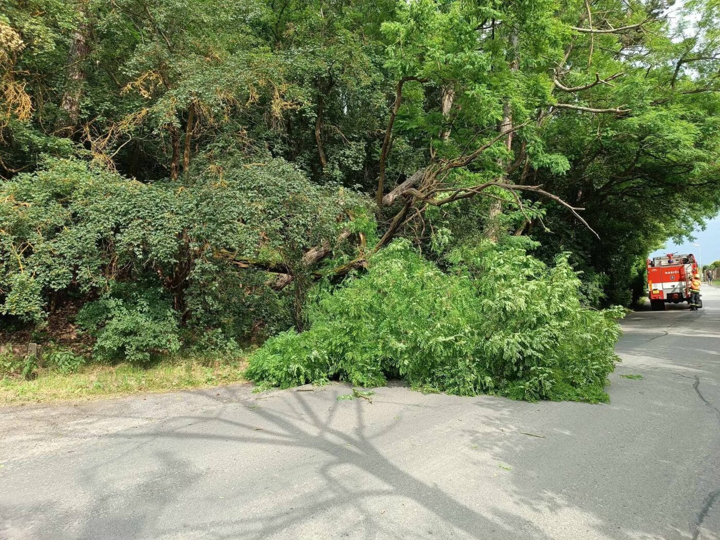 Pád stromu u Zahoran u Dvora Králové. Foto: Hasiči Hudlice