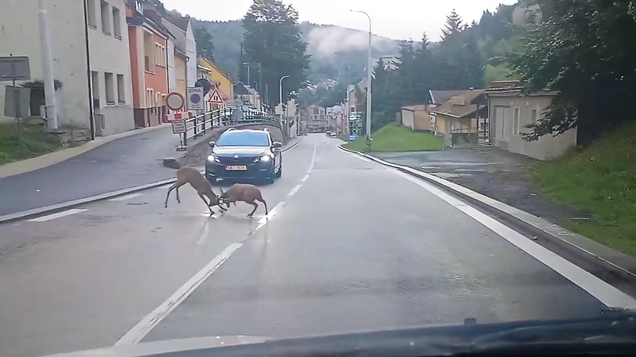 VIDEO: Srnci se pustili do souboje na silnici v Jáchymově. Zdroj: Michal Zrna